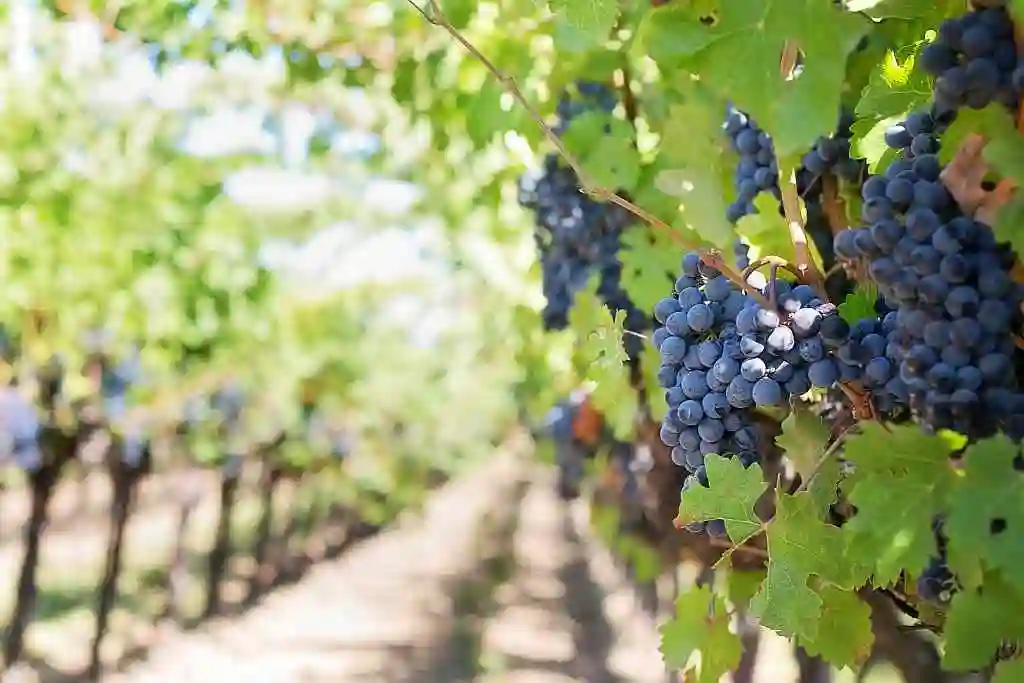 Wine Tasting tour in Ancient Nemea - grapes