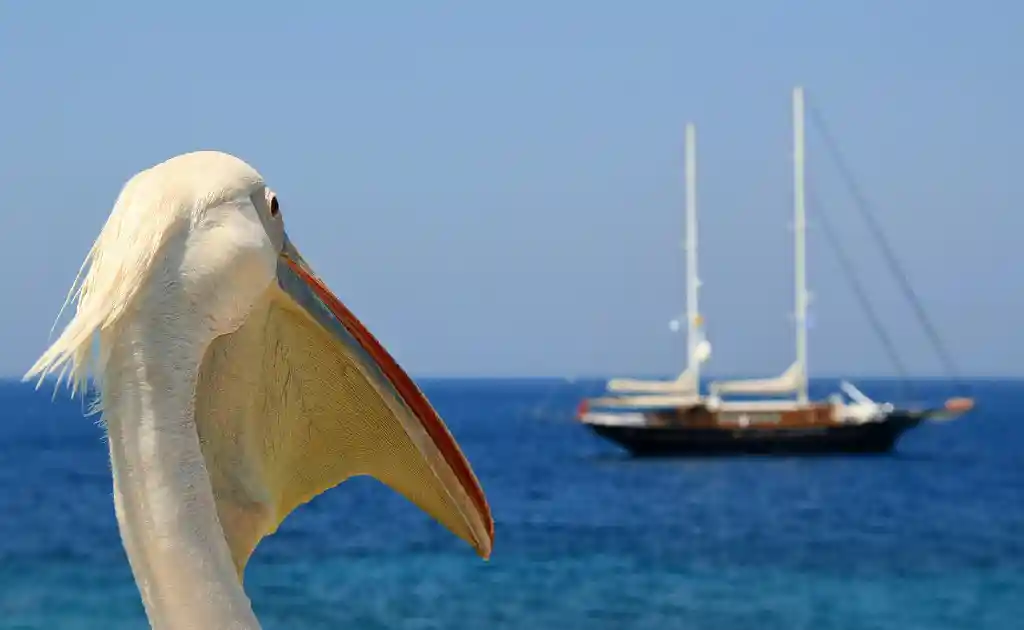 Mykonos pelican