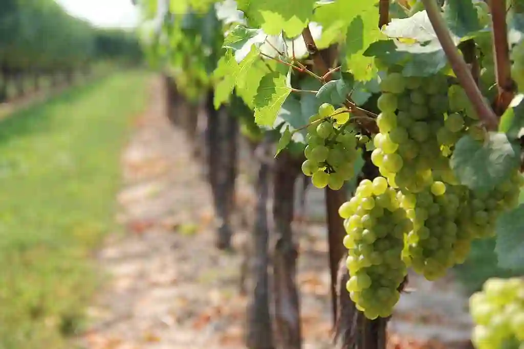 Wine Tasting tour in Ancient Nemea - grapes