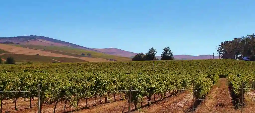 Wine Tasting tour in Ancient Nemea - vineyard