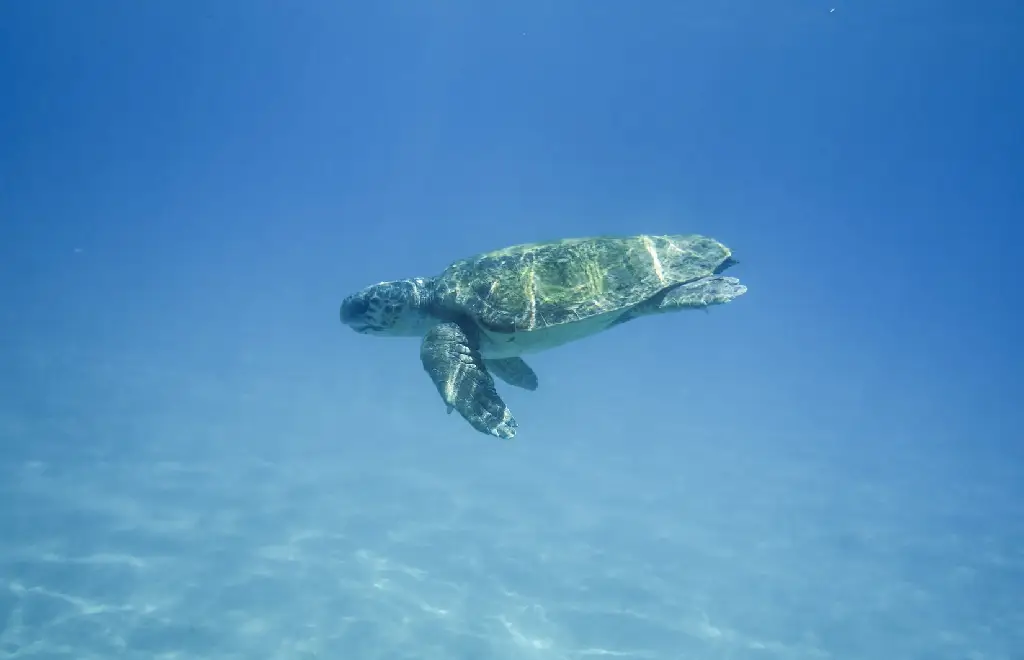 Zakynthos holiday sea turtle