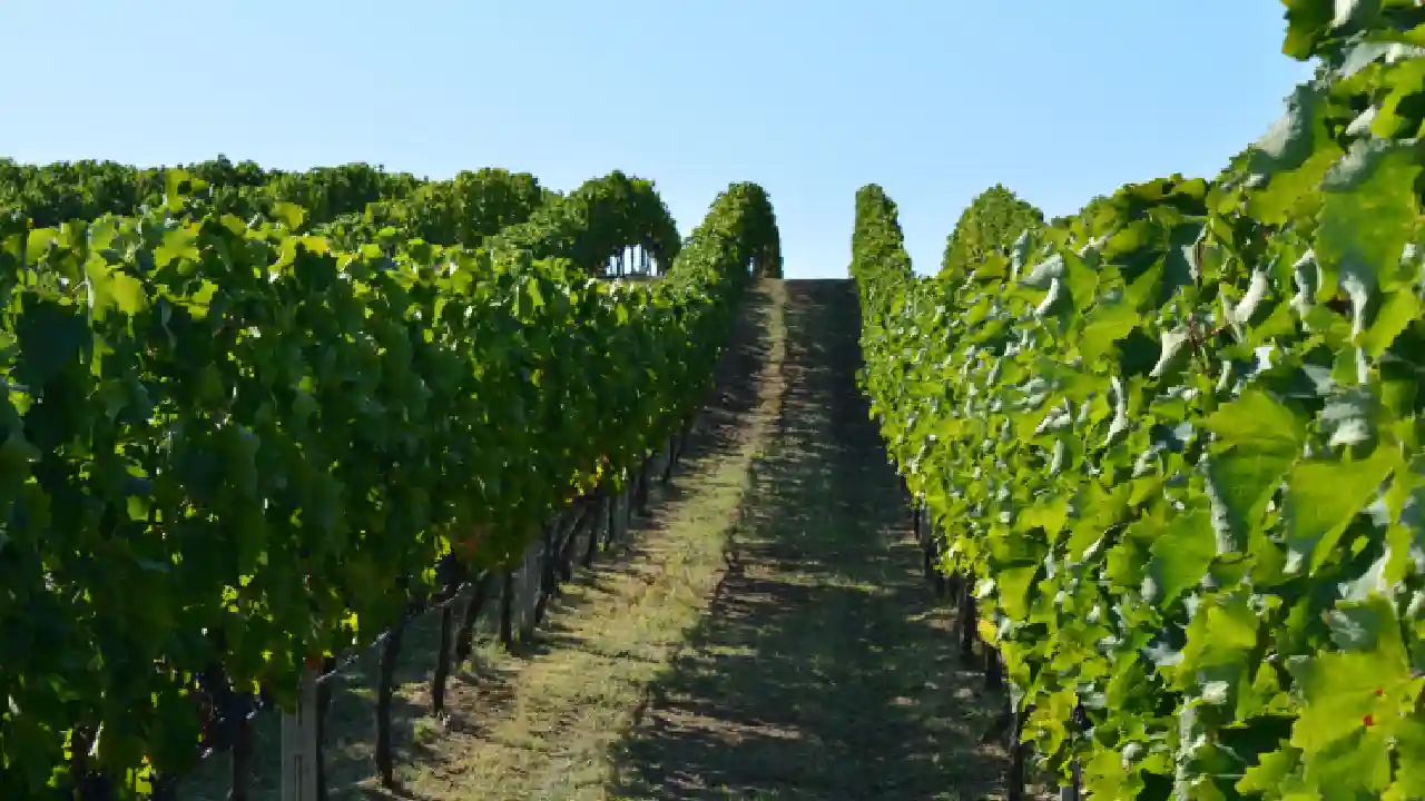 A photo of a vineyard with rows of grape vines. The leaves are green and the grapes are a deep purple color