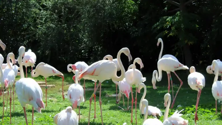 A captivating view of Athene Zoo, also known as the Attica Zoological Park Athens, showcasing exotic animals and scenic landscapes.